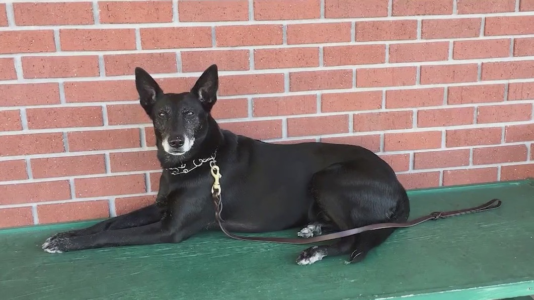 Hero's send-off for K9 with Border Patrol